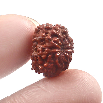 12 Mukhi Rudraksha