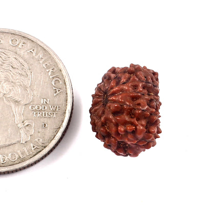 12 Mukhi Rudraksha