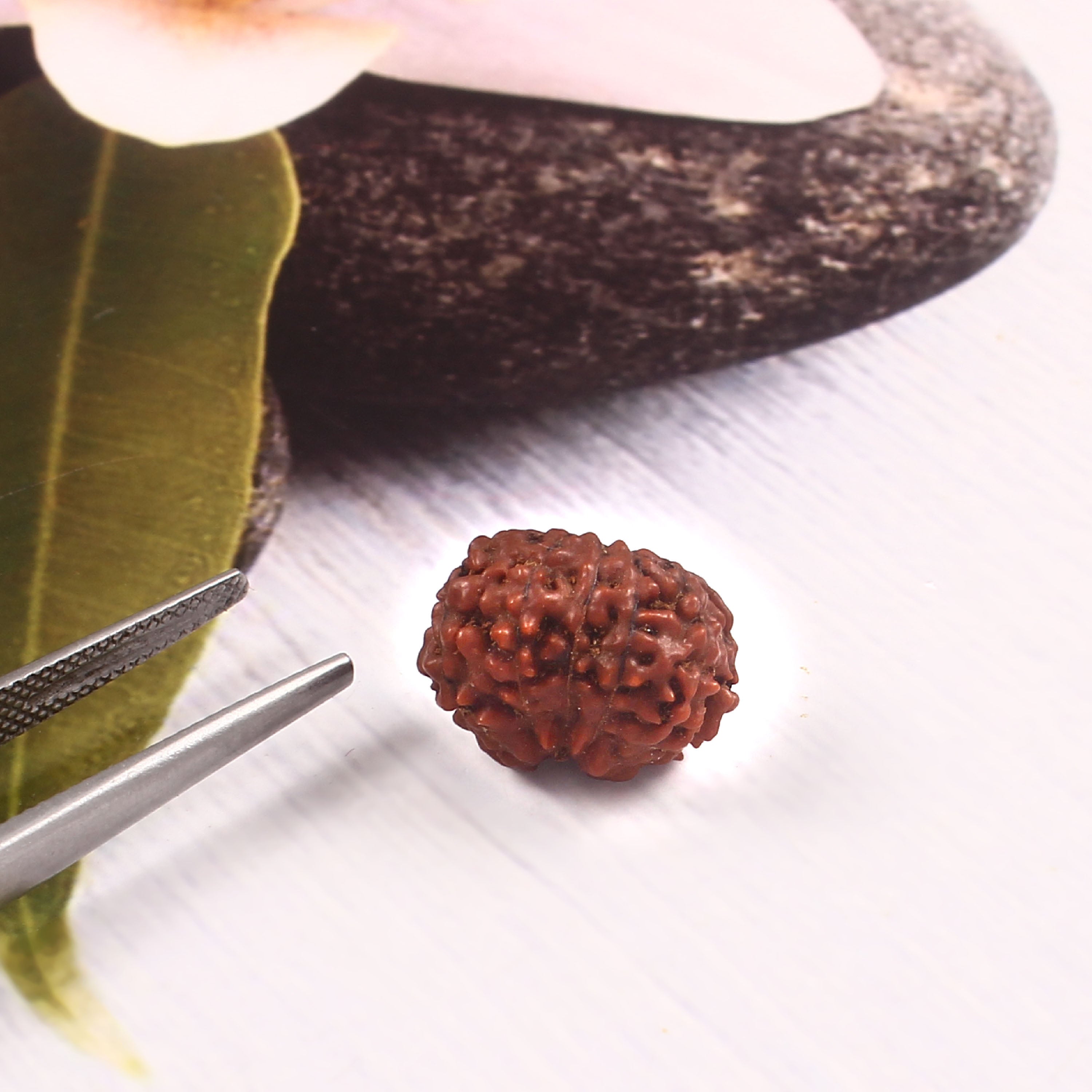 12 Mukhi Rudraksha