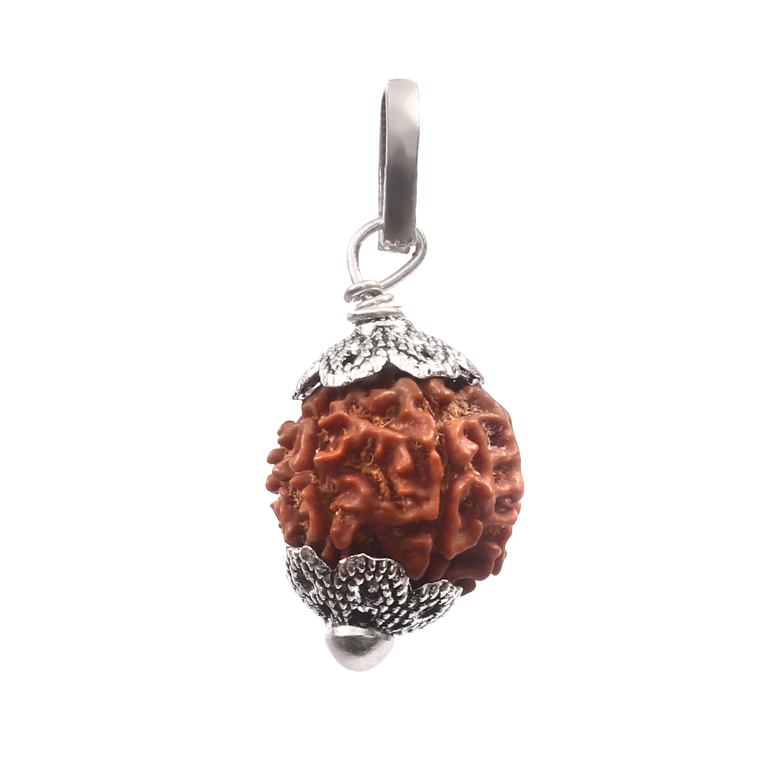 7 Mukhi Rudraksha