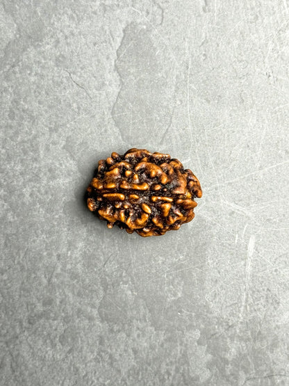 3 Mukhi Rudraksha