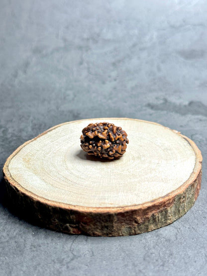 3 Mukhi Rudraksha