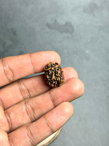 3 Mukhi Rudraksha