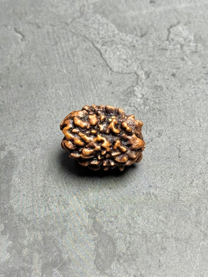 3 Mukhi Rudraksha