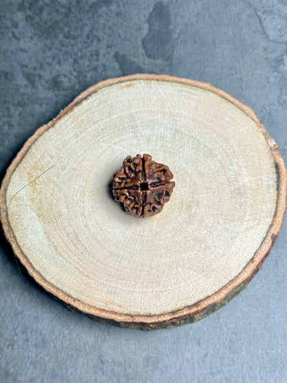 4 Mukhi Rudraksha