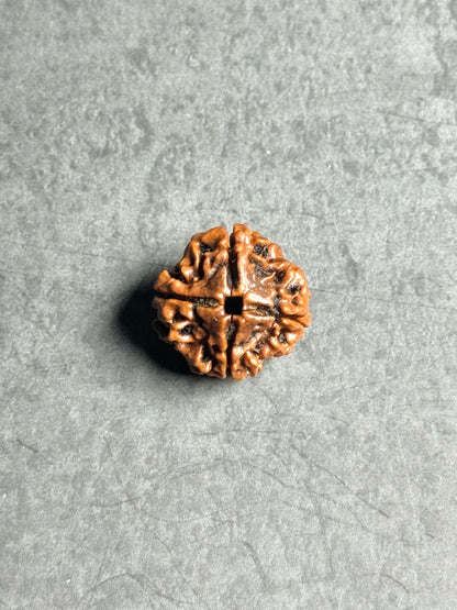 4 Mukhi Rudraksha