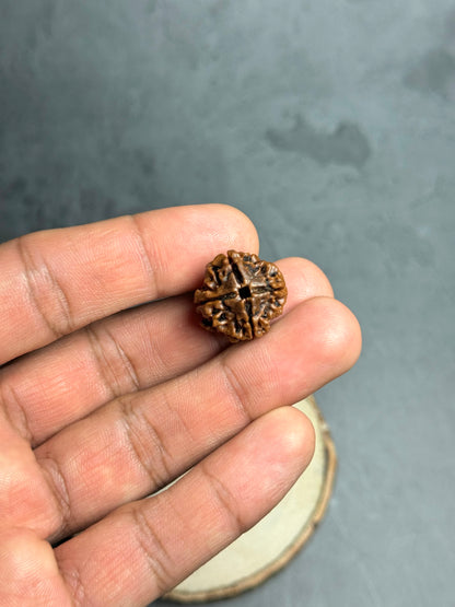 4 Mukhi Rudraksha