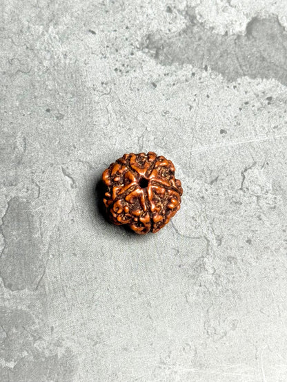 5 Mukhi Rudraksha