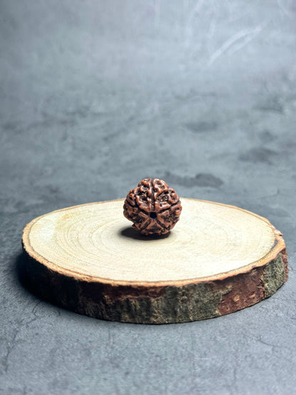 5 Mukhi Rudraksha