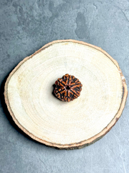 6 Mukhi Rudraksha