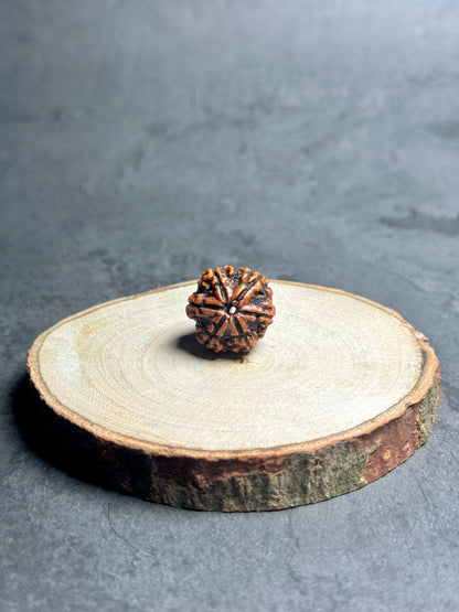 6 Mukhi Rudraksha