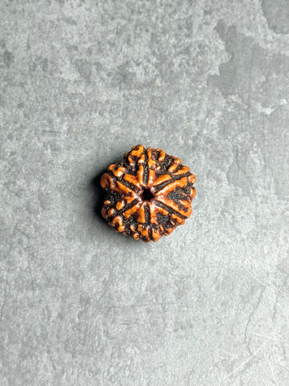 6 Mukhi Rudraksha