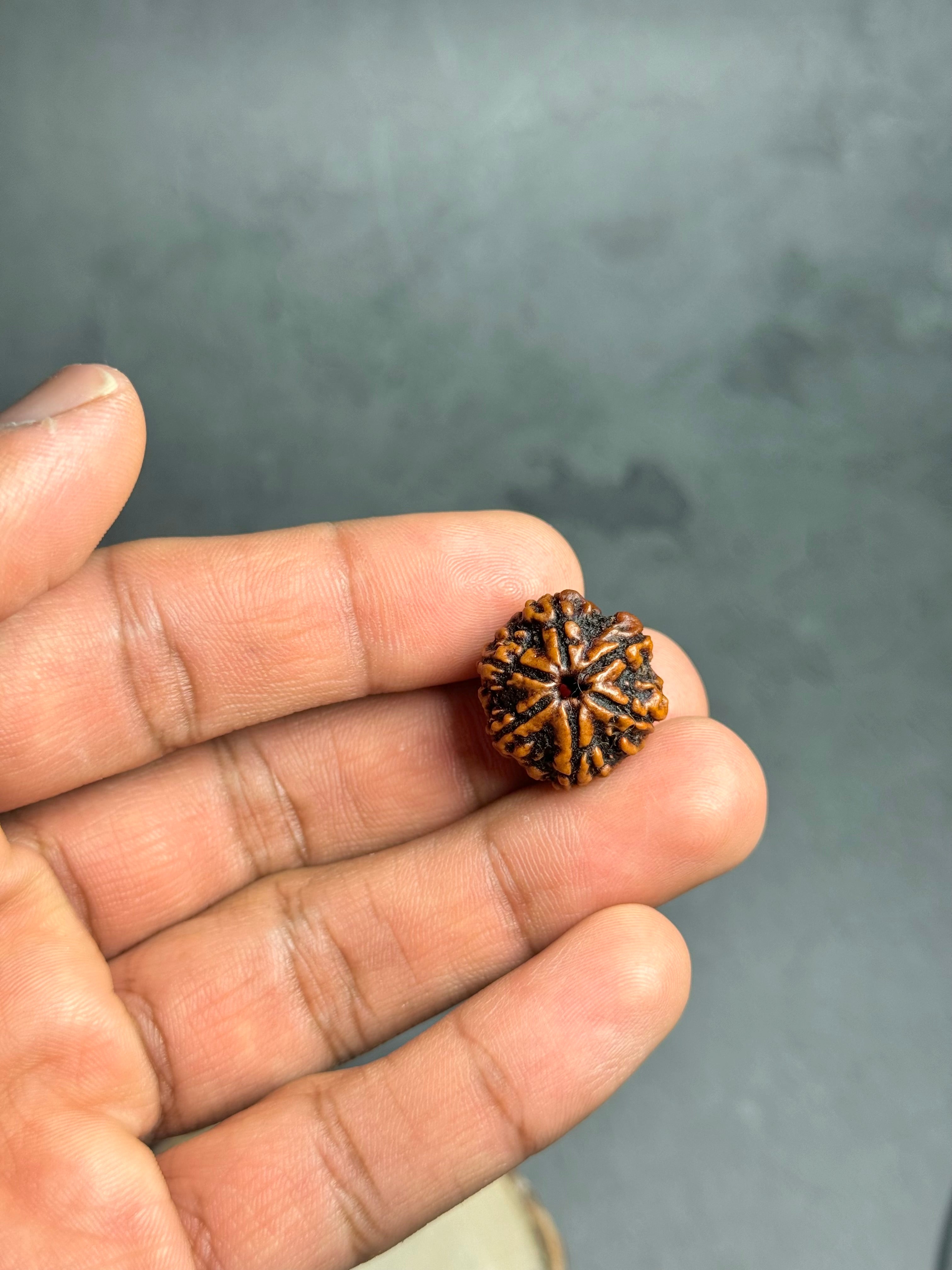 6 Mukhi Rudraksha