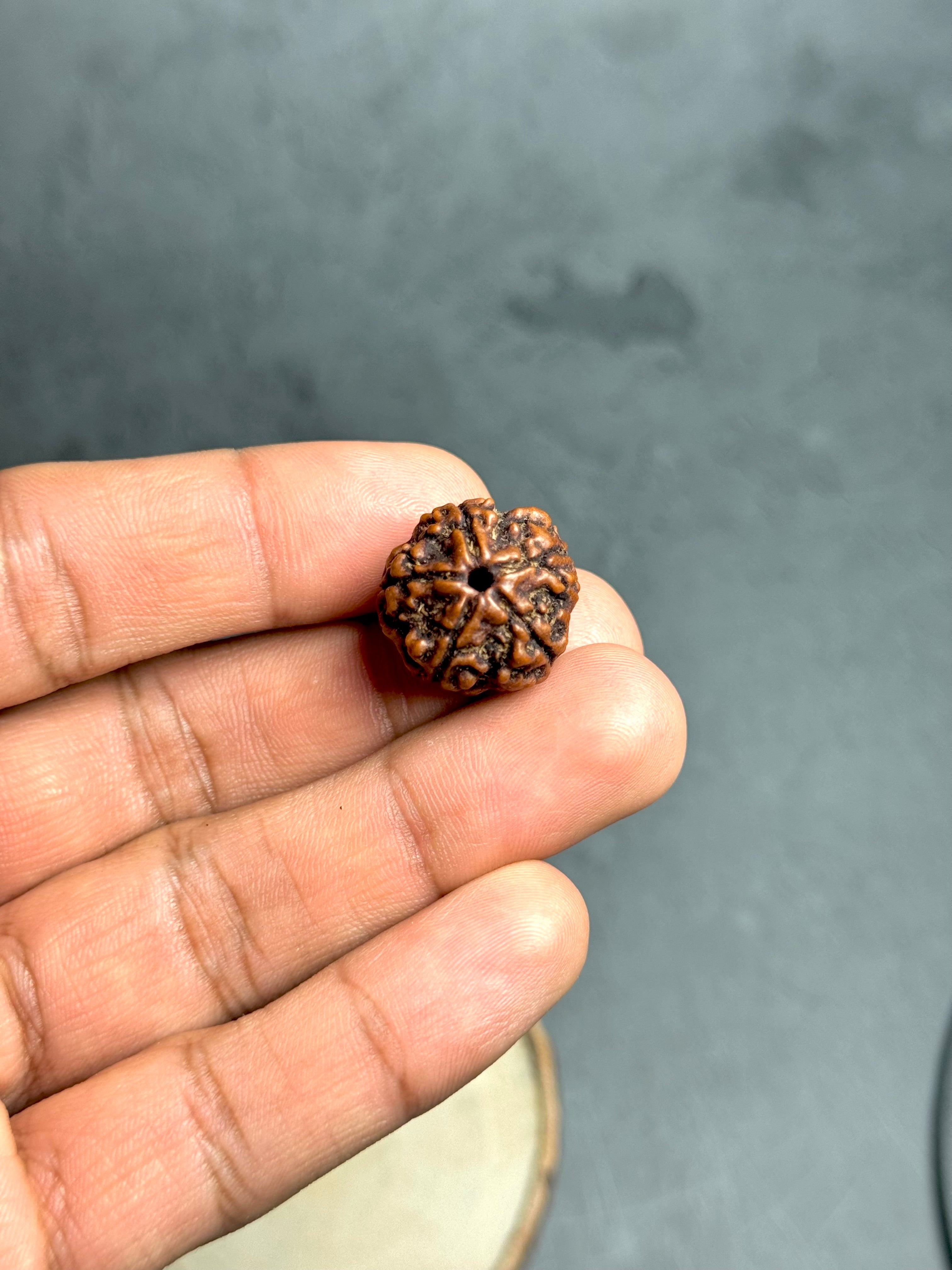 5 Mukhi Rudraksha