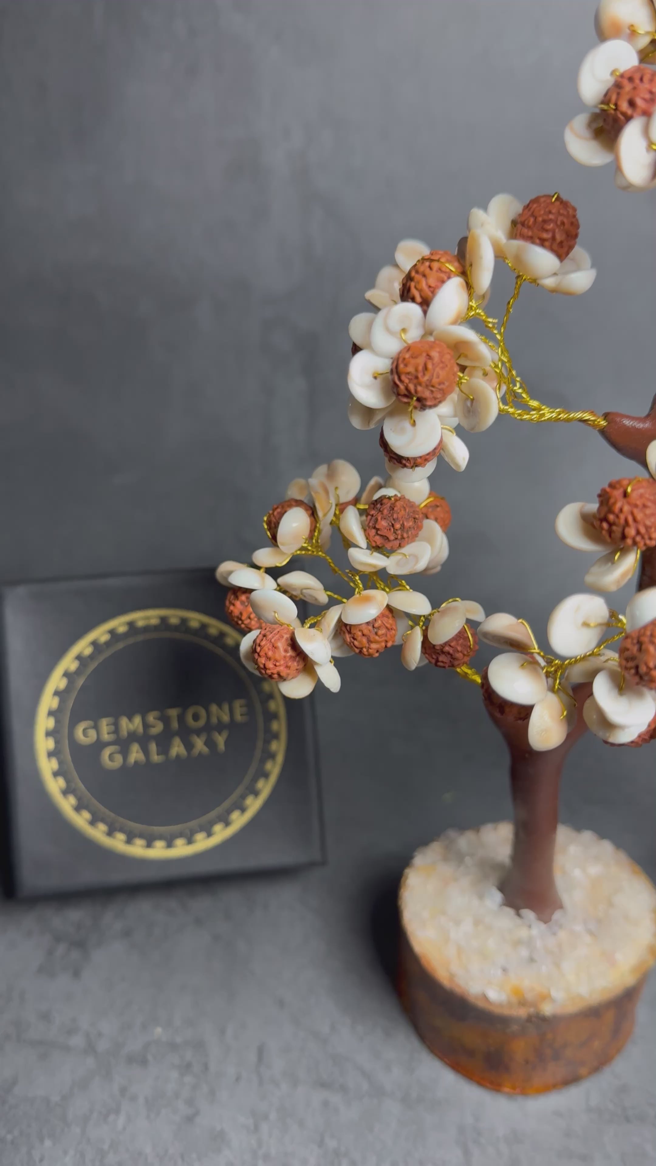 Gomti Chakra Rudraksha Tree